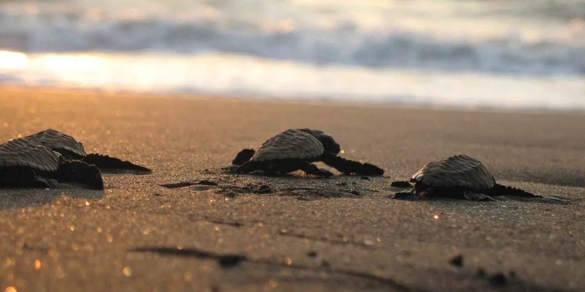 Turtle Festival at Anjarle Beach